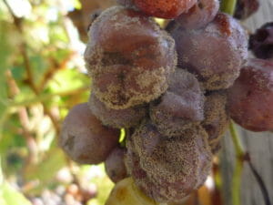 Grains de raisin infecté par le botrytis