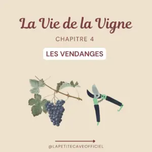 Vie de la Vigne 4 : Vendanges