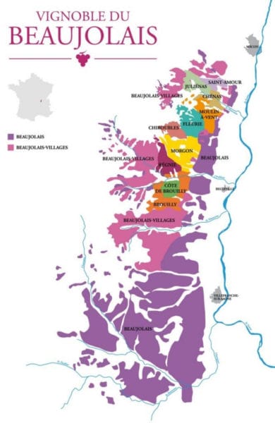 cépage gamay cru beaujolais