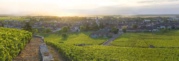 Les vignes de l'appellation Nuits-Saint-Georges