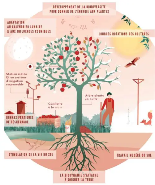 Les piliers de la biodynamie