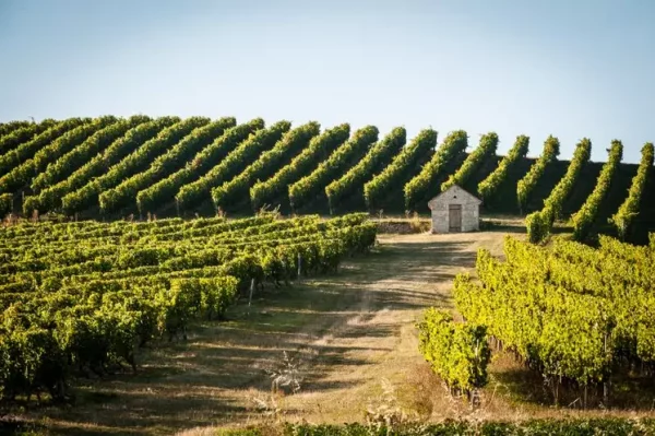 Vignoble de Saint Pourcain