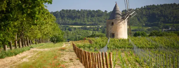 vignes château de sannes