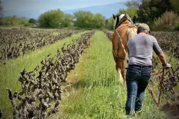 vin nature harmonie terre