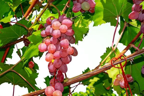 cépages comment faire rosé