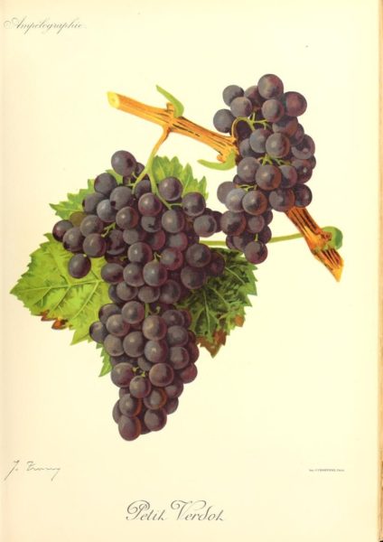 Cépages Bordeaux Petit Verdot