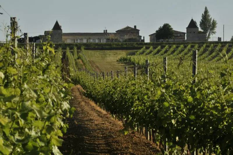 Château Beauregard vignes