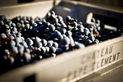 Château Pape Clément raisins