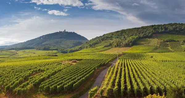 Lussac Saint-Emilion vignes