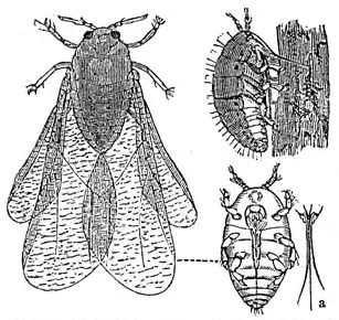 phylloxera l'insecte