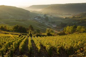 Pinot Noir caractéristiques