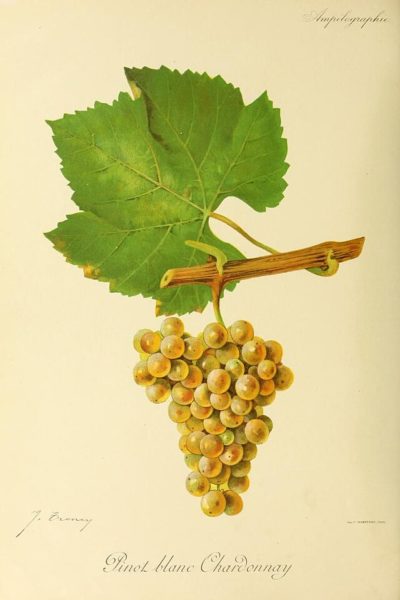 Chardonnay ampélographie