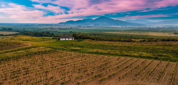 Vignes du tokay