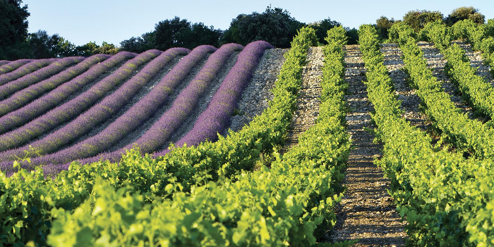 Grignan les Adhémar terroir