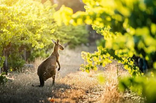 Shiraz australie