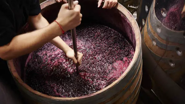 Tannins vinification