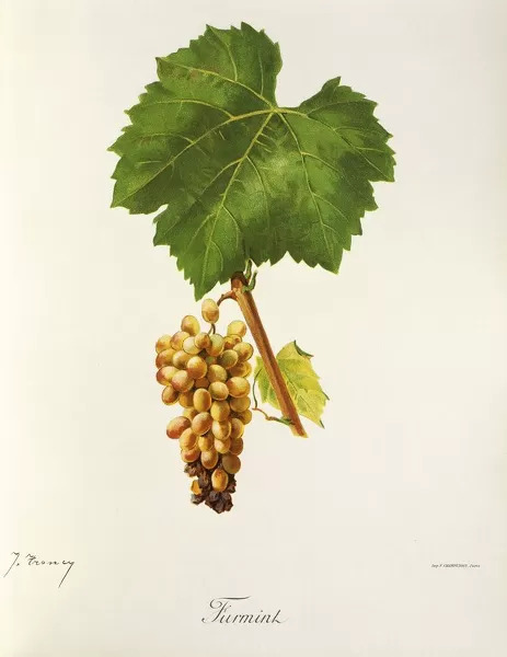 tokaji furmint