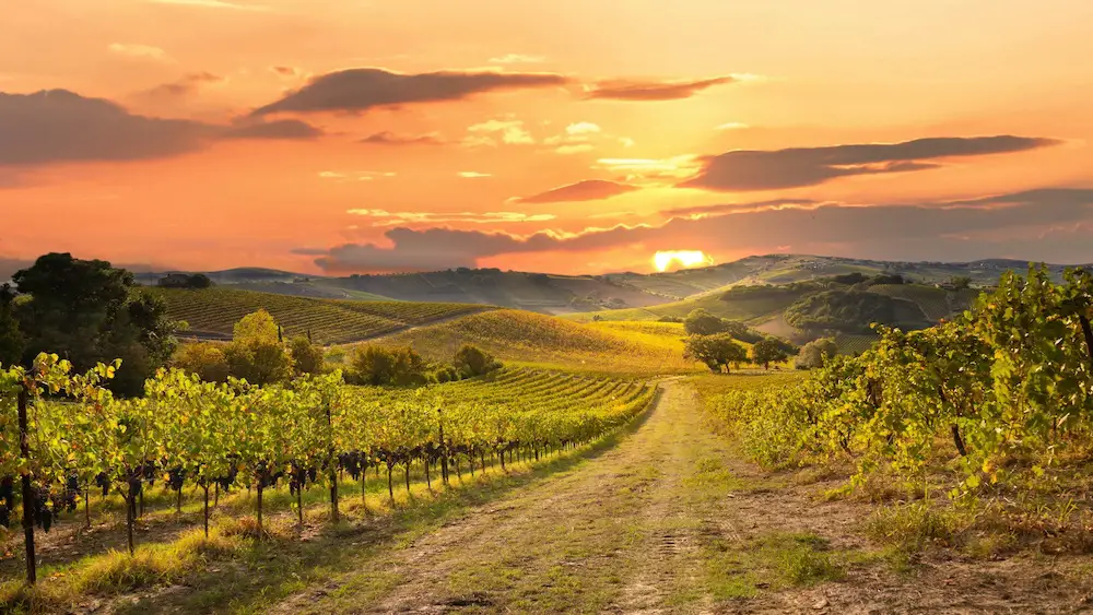 Vallée du Rhône vignoble