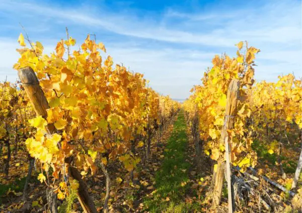 Vendanges tardives du Pinot Grigio