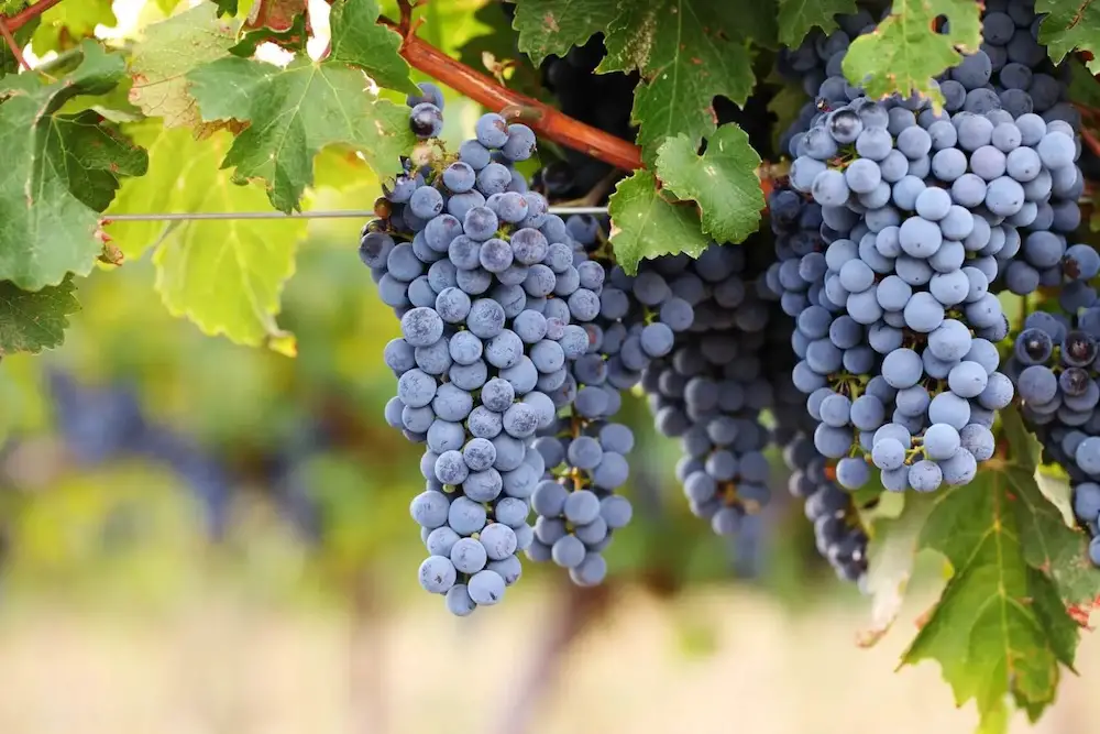 grappes de cabernet sauvignon