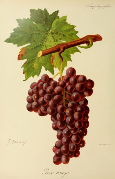 cépage du vin grec