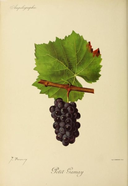 Gamay Ampélographie