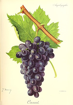 ampélographie Cinsault