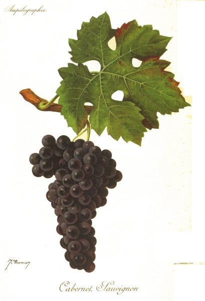 vins cabernet sauvignon