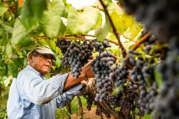 vins de Californie évolution des pratiques