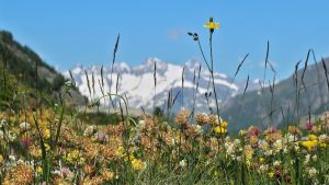 Genepi Origines