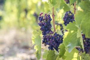 cépage syrah