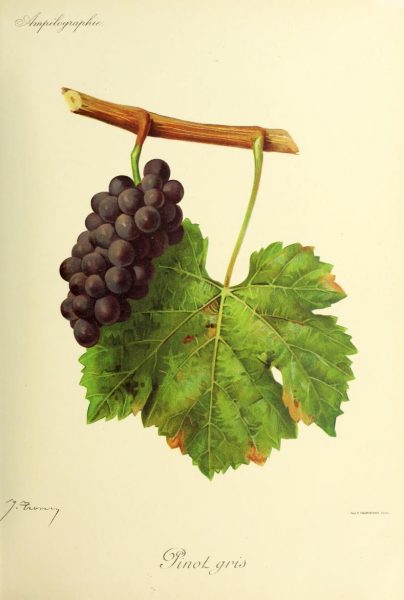 Pinot Gris cépage