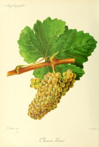 cépage chenin