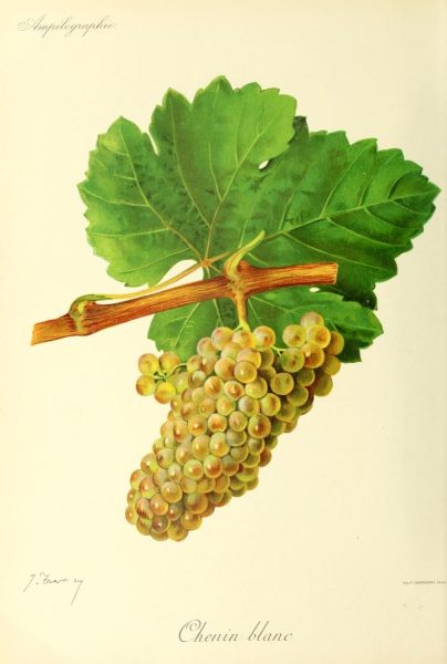 cépage chenin