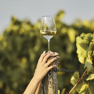 cépage bourgogne blanc