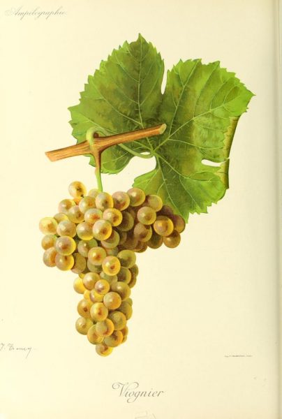 cépage viognier