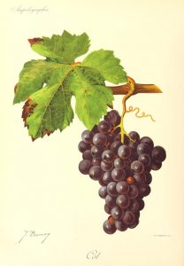 cépage malbec