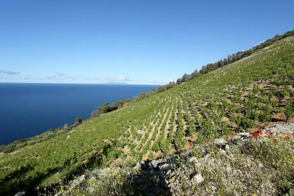 cépage viognier histoire