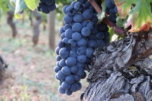 Pinot Noir
