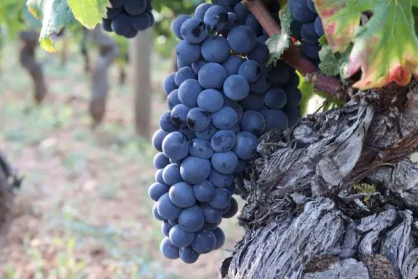 Pinot Noir
