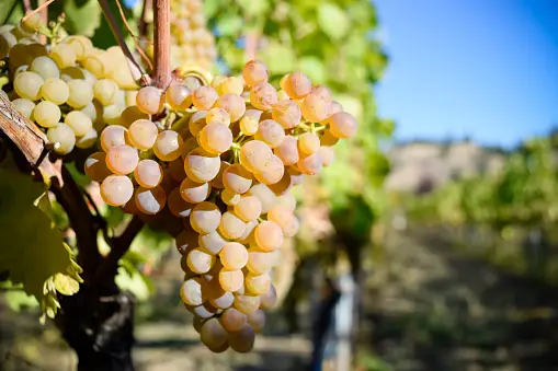 raisins Viognier