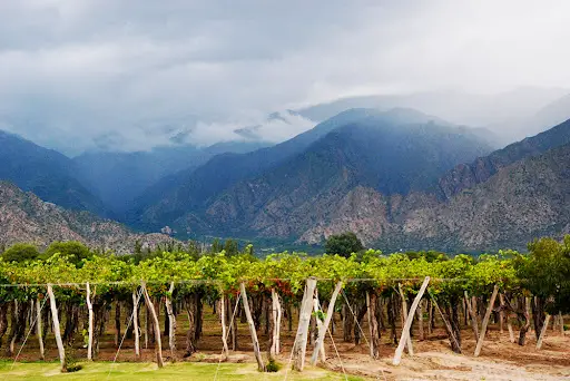 Région Pinot Noir Argentine