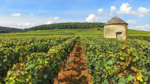 Région Pinot Noir Bourgogne