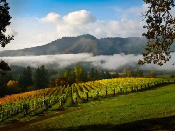 Région Pinot Noir Oregon