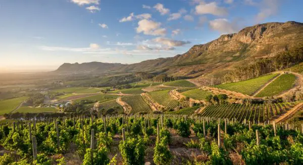 cépage chenin vignes Afrique du Sud