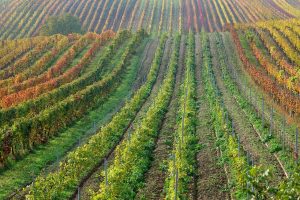 Faut-il viser une propriété de production ou une propriété d’image dans les Bouches-du-Rhône ?