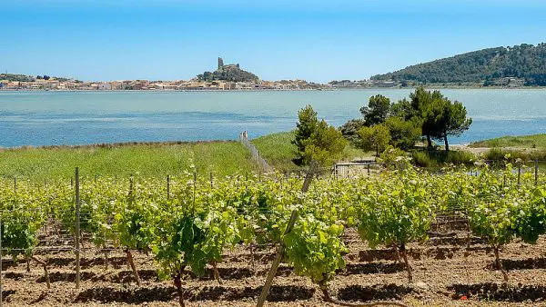 Vignes cépage Cinsault Gruissan