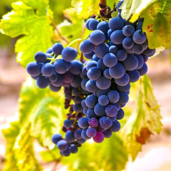 grappe cépage cinsault