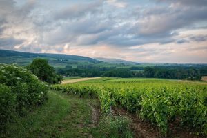 Entretien vignes