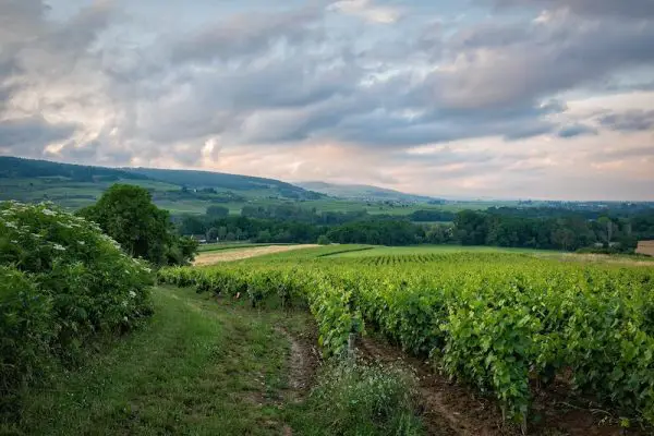 Entretien vignes